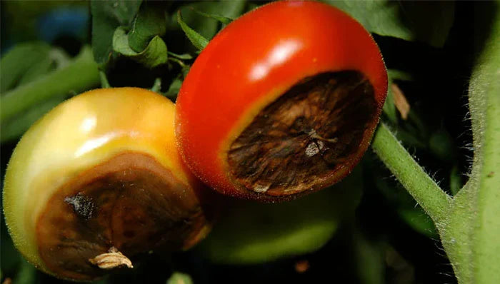How to Control Blossom End Rot on Tomatoes