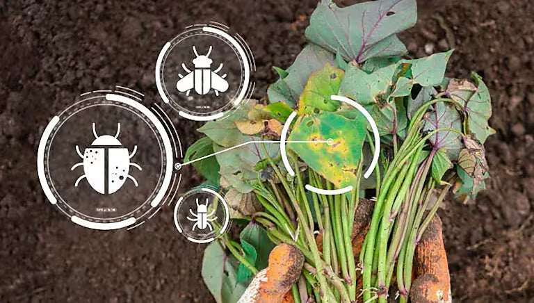 Prevent, Identify, Control: An Integrated Approach to Managing Pests and Disease