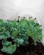 Summerweight Garden Fabric