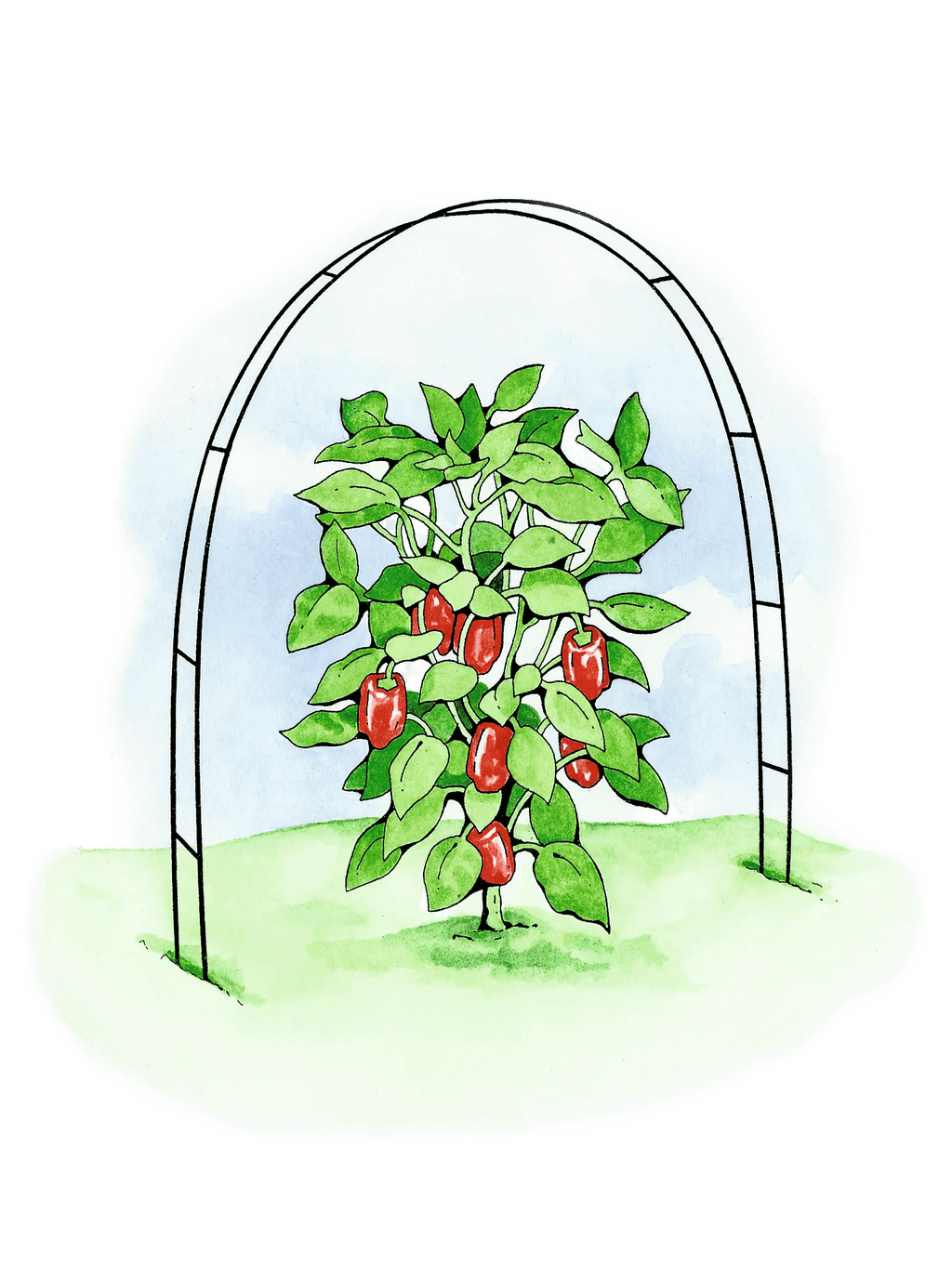 Super Hoops, Set of 6