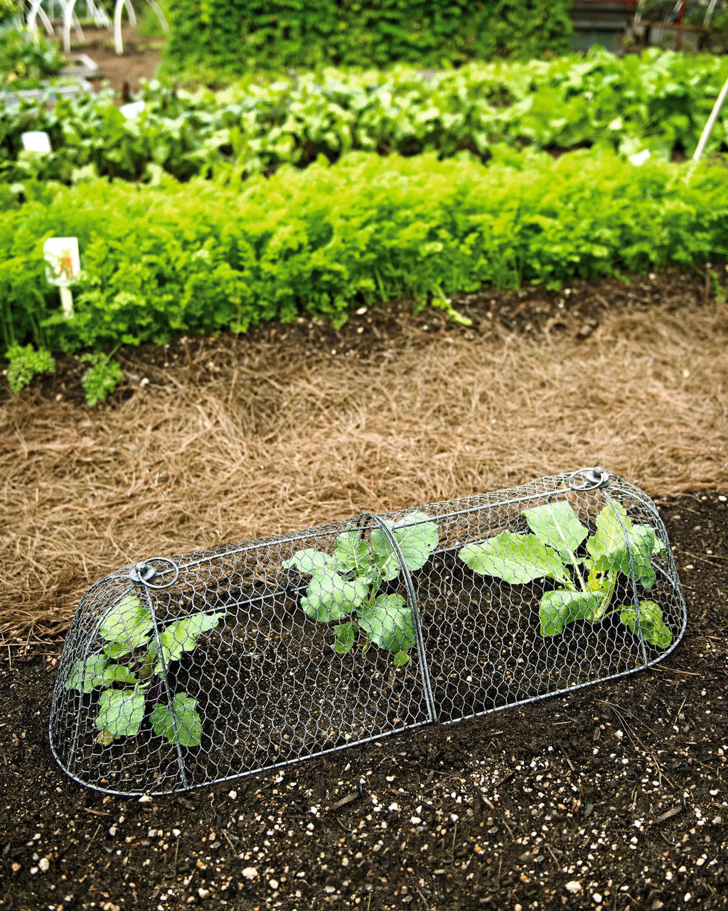 3-in-1 Chicken Wire Cloche