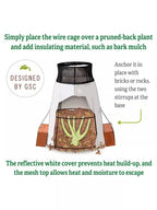 Rosy Cozy®  Rose Cone, Large