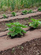 Weedguard Plus Paper Mulch, 50'