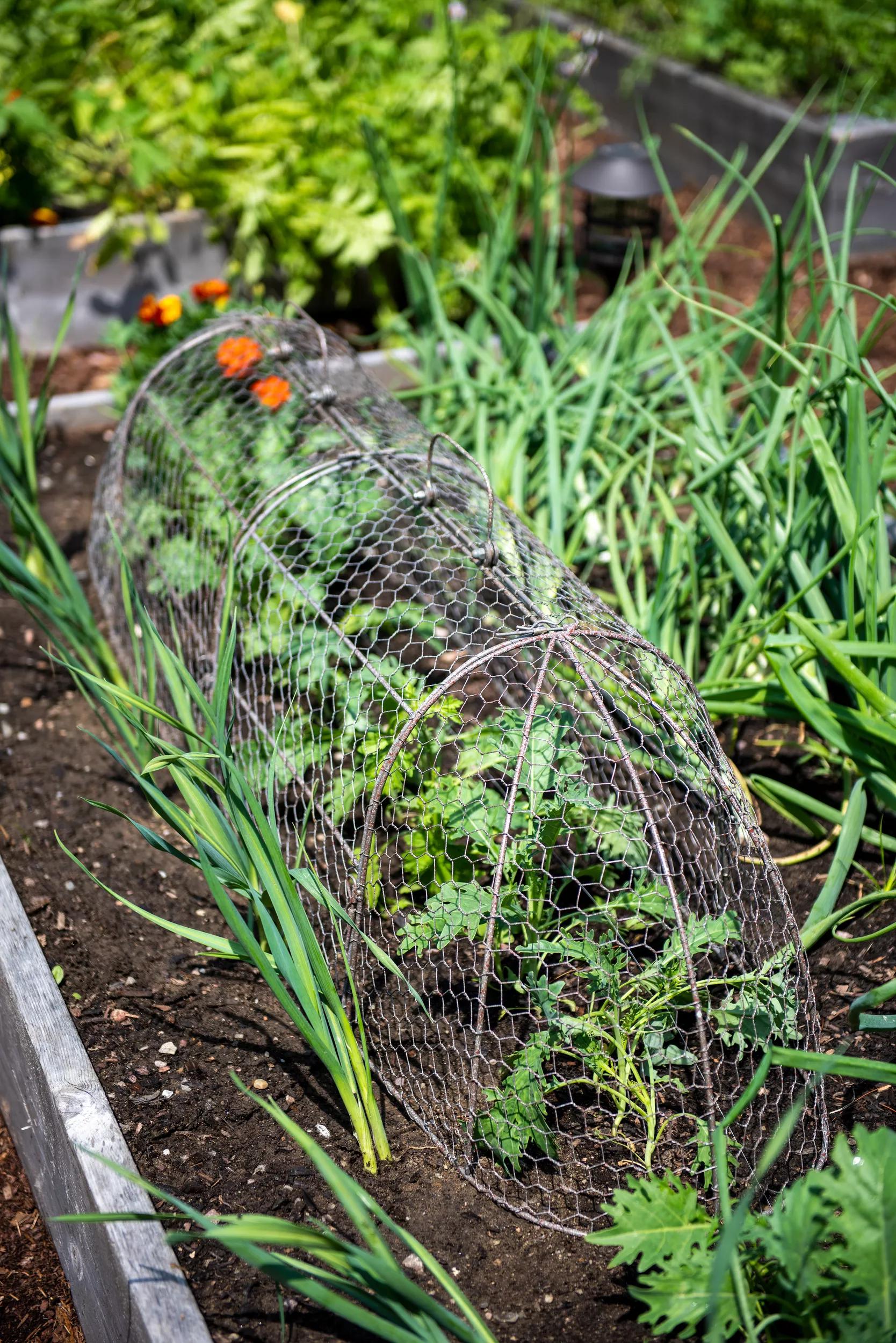 3-in-1 Chicken Wire Cloche, XL