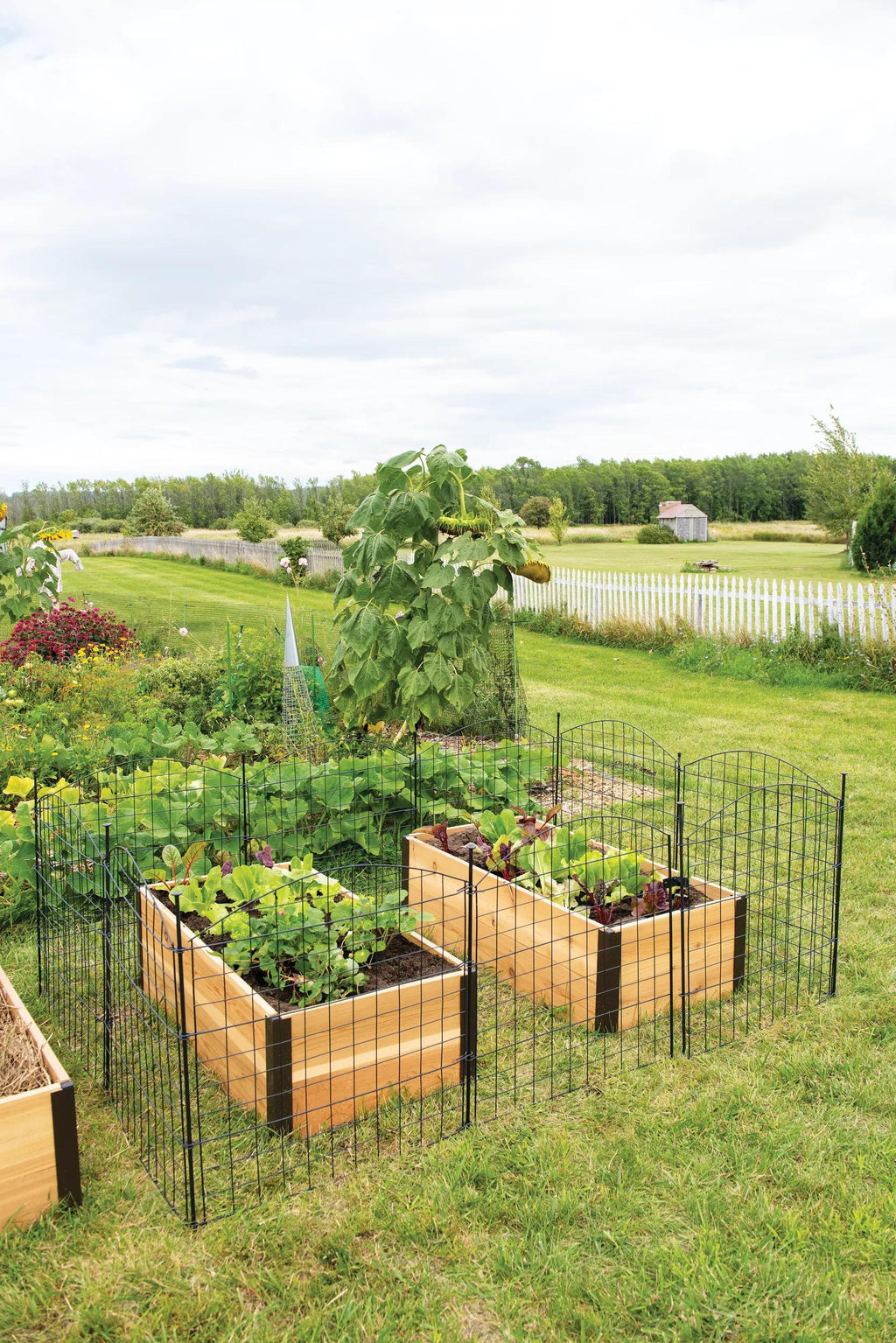 6 Panel Critter Fence with Gate