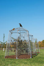 Chicken Wire Super Dome