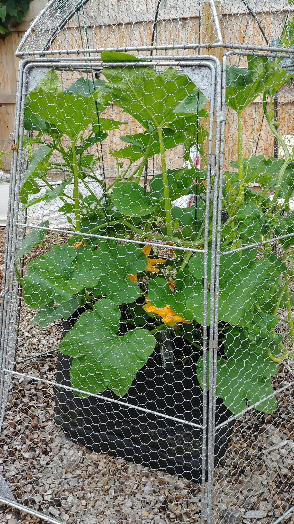 Chicken Wire Super Dome