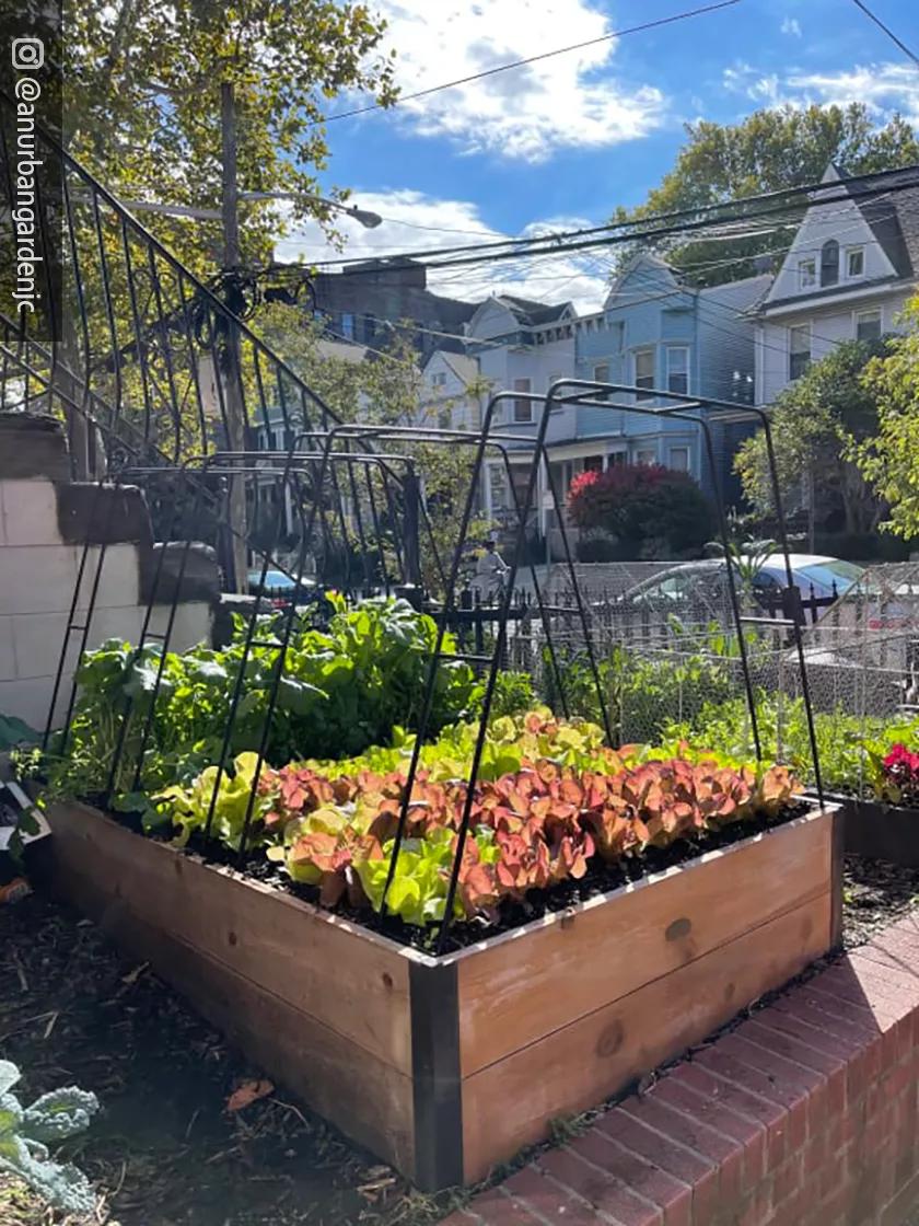 Zenith Garden Hoops, Set of 4