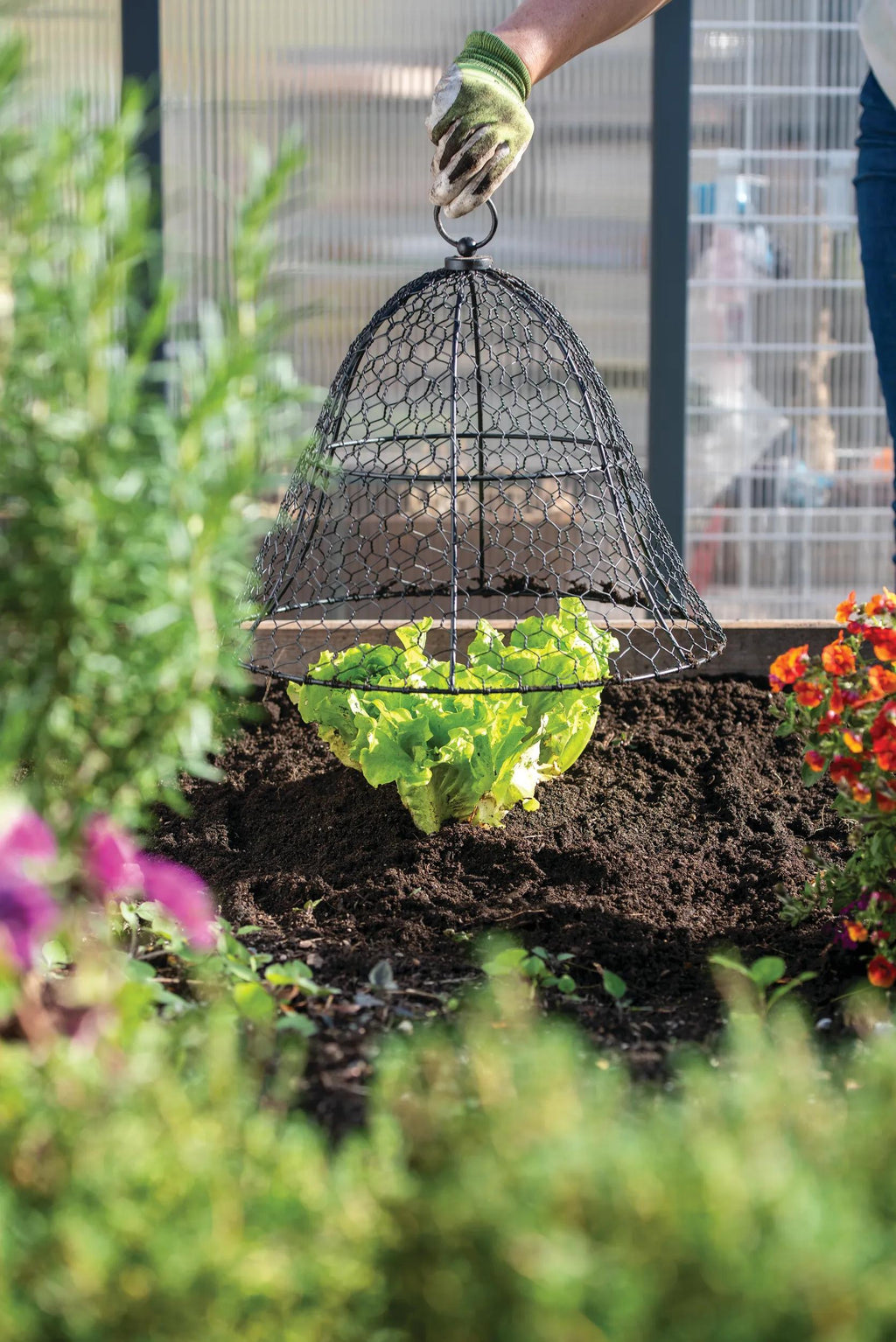 Chicken Wire Cloche
