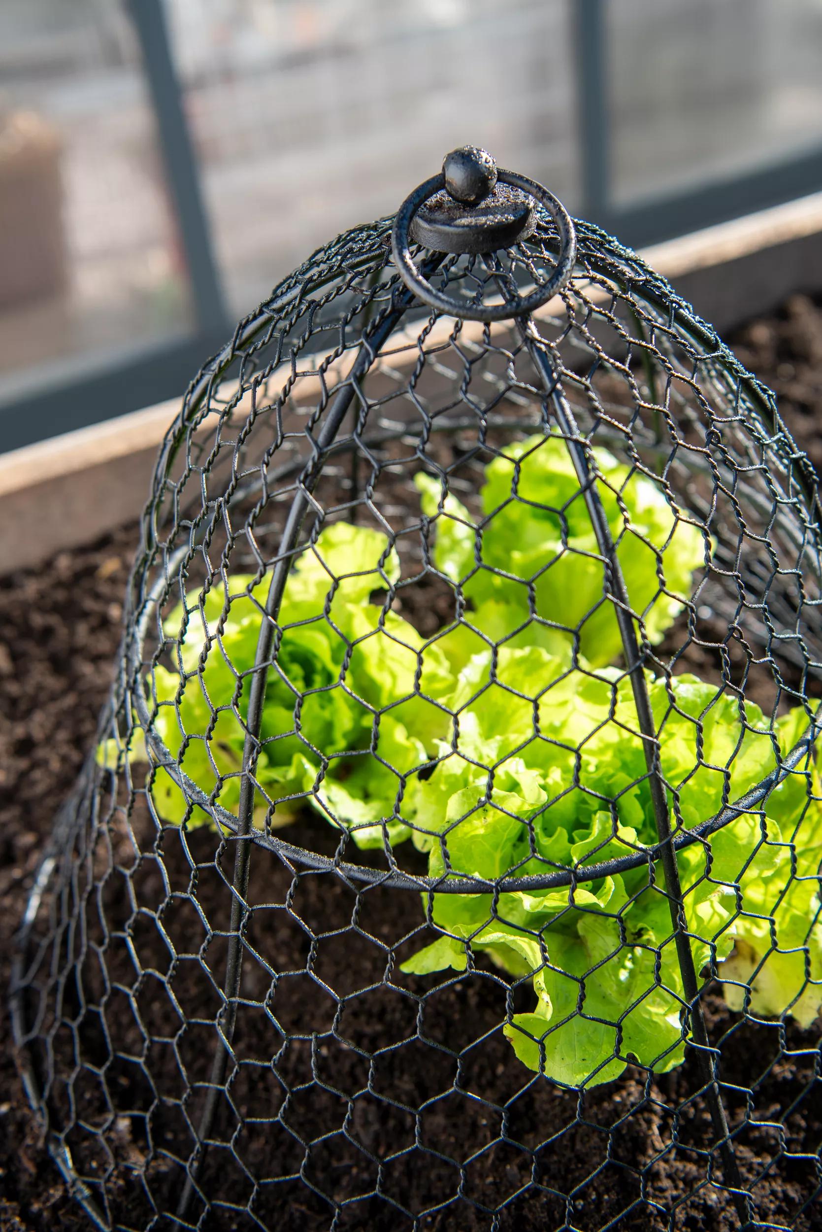 Chicken Wire Cloche
