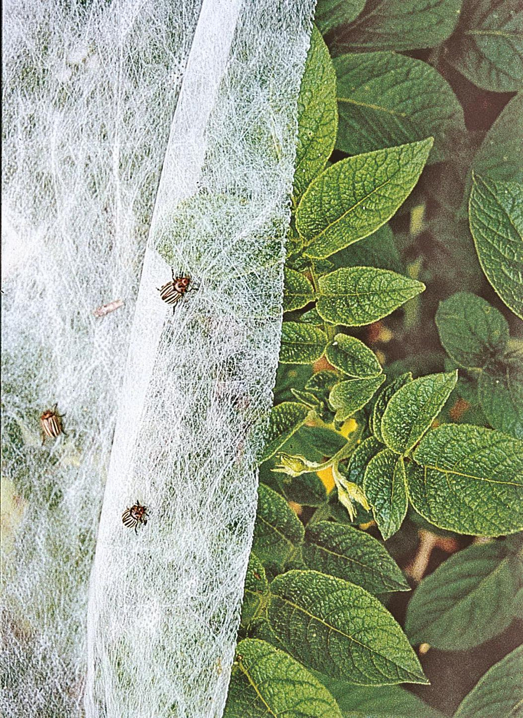 Summerweight Garden Fabric